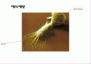세균과 효모 28페이지
