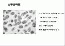 세균과 효모 29페이지