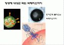 세균과 효모 34페이지