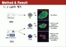 Conversion of adult pancreatic α-cells to β cells after extreme β cell loss 9페이지