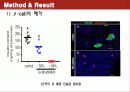 Conversion of adult pancreatic α-cells to β cells after extreme β cell loss 10페이지