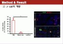 Conversion of adult pancreatic α-cells to β cells after extreme β cell loss 14페이지