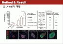 Conversion of adult pancreatic α-cells to β cells after extreme β cell loss 15페이지
