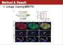 Conversion of adult pancreatic α-cells to β cells after extreme β cell loss 16페이지