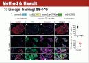 Conversion of adult pancreatic α-cells to β cells after extreme β cell loss 17페이지