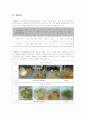 [식물생리학실험]5-6.Plant Regeneration 4페이지
