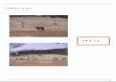 근대5종경기(사격 승마 육상 수영 펜싱) 13페이지