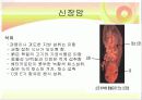 신장질환 및 신장의 식이요법 10페이지