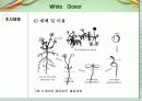 화이트클로버 9페이지