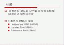 Translation and Protein Targeting 3페이지