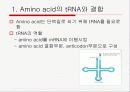 Translation and Protein Targeting 4페이지