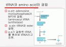 Translation and Protein Targeting 5페이지