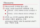 Translation and Protein Targeting 8페이지