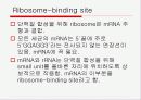 Translation and Protein Targeting 12페이지