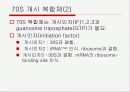 Translation and Protein Targeting 14페이지