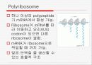 Translation and Protein Targeting 19페이지