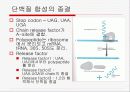 Translation and Protein Targeting 20페이지