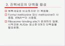 Translation and Protein Targeting 21페이지