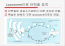 Translation and Protein Targeting 26페이지