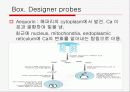 Translation and Protein Targeting 27페이지