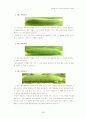 [곤충학] 배추흰나비의 모든 것 29페이지