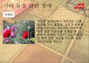 물질관련 장애 알콜올 니코틴 카페인 33페이지