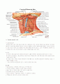 Thyroidectomy c mRND 10페이지