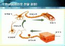 Intercellular communication (세포간연락) 6페이지