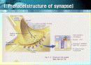 Intercellular communication (세포간연락) 7페이지
