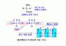 영양화학 4장. 단백질(Protein) 5페이지