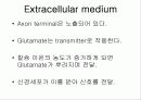 INTRACELLUAR MESSENGE 4페이지