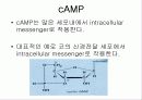 INTRACELLUAR MESSENGE 13페이지