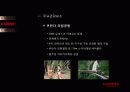 젊음의 도시 Cairns -해외 해안관광개발 사례(Cairns) 32페이지
