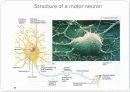 Nervous system 5페이지