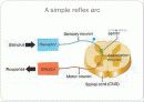 Nervous system 14페이지