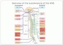 Nervous system 28페이지