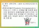 구어 산출에 대한 해부학 및 생리학 16페이지