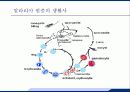 응급실에서 발열의 감별진단 25페이지