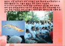 세계화와 제3세계 의료현실 19페이지