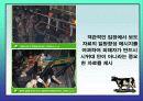 촛불시위에 관련된 각 집단별 입장 24페이지
