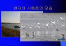 시화호와 NGO 22페이지