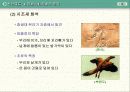 말의 진화(조상,화석) 4페이지