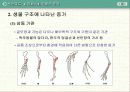 말의 진화(조상,화석) 5페이지