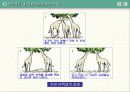 말의 진화(조상,화석) 9페이지