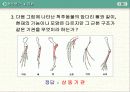 말의 진화(조상,화석) 21페이지