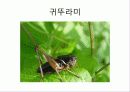 관광축산 곤충하우스 17페이지