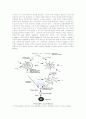 Soap-free Emulsion Polymerization of MMA 3페이지