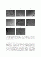 Soap-free Emulsion Polymerization of MMA 11페이지