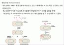 미생물의 유전 7페이지