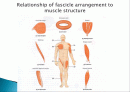 Muscle System 2페이지